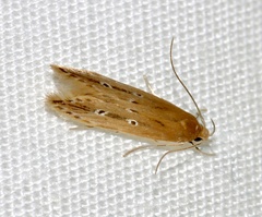 Limnaecia phragmitella