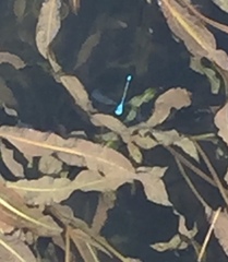 Pseudagrion