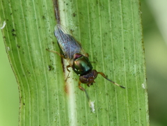 Physiphora clausa