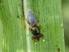 Physiphora clausa