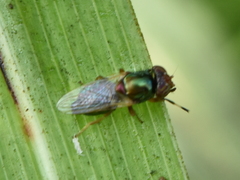 Physiphora clausa