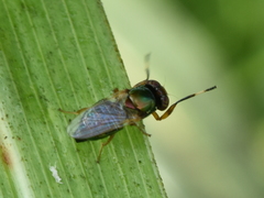 Physiphora clausa