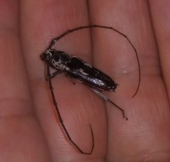 Elaphidion irroratum