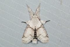 Calliteara diplozona