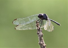 Dythemis nigrescens