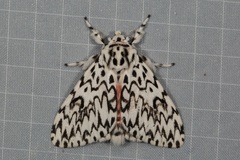 Lymantria subrosea