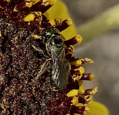 iNaturalist observation photo of Zadontomerus