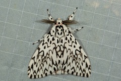 Lymantria subrosea