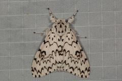 Lymantria alexandrae