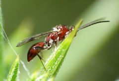 Fustiserphus longiceps
