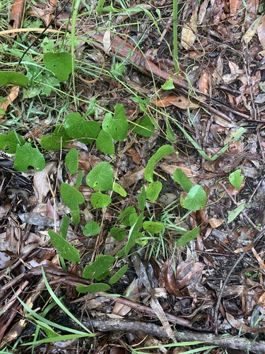 Stephania japonica iNat (2)