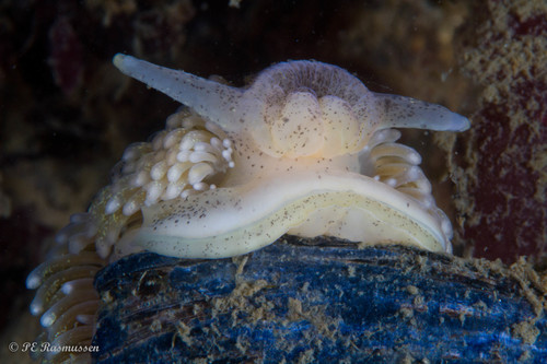 Aeolidia papillosa