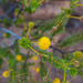 Acacia spondylophylla - Photo (c) tom_brennan, some rights reserved (CC BY-NC), uploaded by tom_brennan