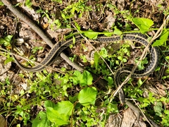 Thamnophis sirtalis sirtalis