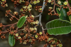 Alphitonia neocaledonica