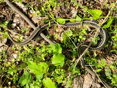 Thamnophis sirtalis sirtalis