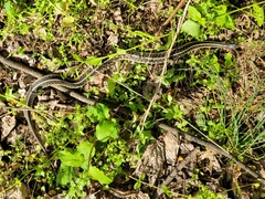 Thamnophis sirtalis sirtalis