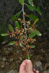 Alphitonia neocaledonica