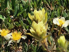 Castilleja septentrionalis