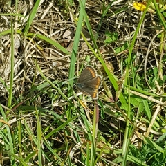 Aricia artaxerxes salmacis