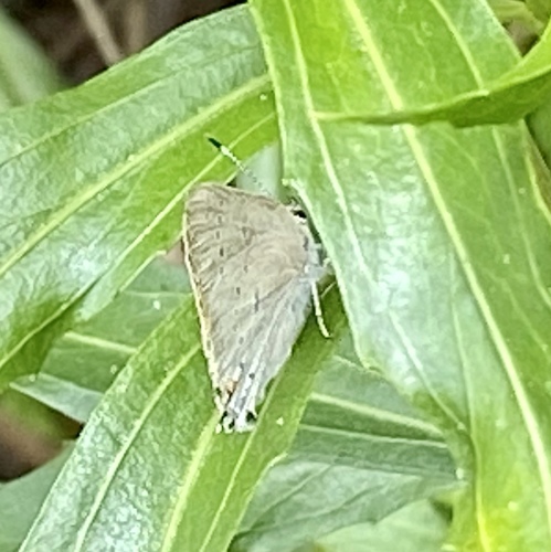 iNaturalist observation photo of Dryope Hairstreak