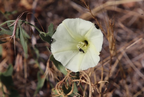 Image of Calystegia occidentalis by (c) Millie Basden, some rights reserved (CC BY)