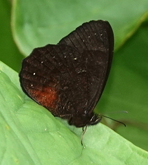 Pedaliodes zingara