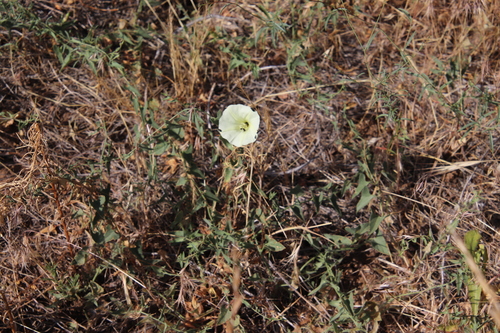 Image of Calystegia occidentalis by (c) Millie Basden, some rights reserved (CC BY)