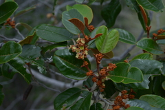 Alphitonia neocaledonica