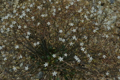 Paramollugo digyna