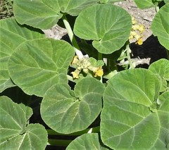 Ibicella lutea