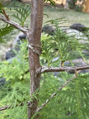 Thuja plicata