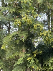 Thuja plicata
