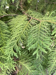 Thuja plicata