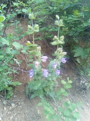 Penstemon glandulosus