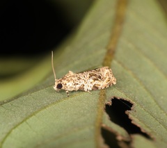Phaecasiophora leechi