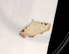 Prolophota trigonifera