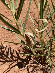 Asclepias labriformis