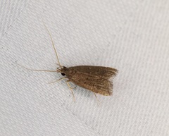 Torodora gemella
