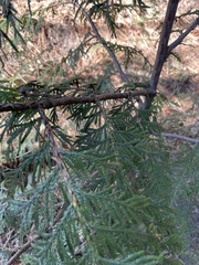 Thuja plicata