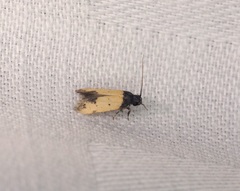 Tyrolimnas anthraconesa