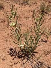 Asclepias labriformis