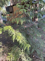 Thuja plicata