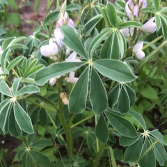 Lupinus albus