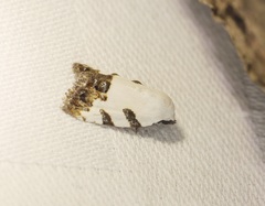 Casminola johannstumpfi