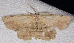 Lytrosis unitaria