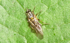 Solva marginata