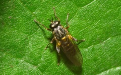 Solva marginata