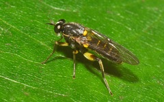 Solva marginata