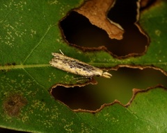 Dichomeris ochthophora